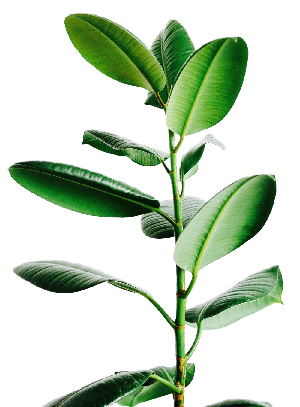 Yanto Irjanto - Applied Kinesiology